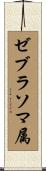 ゼブラソマ属 Scroll
