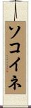 ソコイネ Scroll