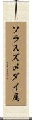ソラスズメダイ属 Scroll