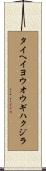 タイヘイヨウオウギハクジラ Scroll