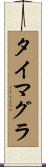 タイマグラ Scroll