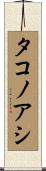 タコノアシ Scroll
