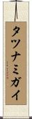 タツナミガイ Scroll