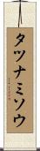 タツナミソウ Scroll