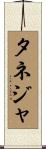 タネジャ Scroll