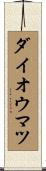 ダイオウマツ Scroll