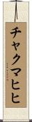 チャクマヒヒ Scroll