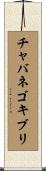 チャバネゴキブリ Scroll