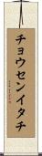 チョウセンイタチ Scroll