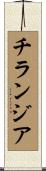 チランジア Scroll