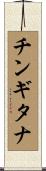 チンギタナ Scroll