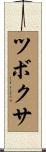 ツボクサ Scroll