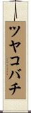 ツヤコバチ Scroll