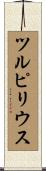 ツルピリウス Scroll