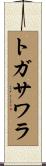 トガサワラ Scroll