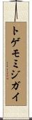 トゲモミジガイ Scroll