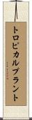トロピカル・プラント Scroll