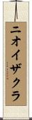 ニオイザクラ Scroll