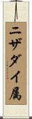 ニザダイ属 Scroll