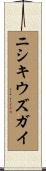 ニシキウズガイ Scroll