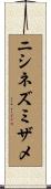 ニシネズミザメ Scroll