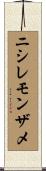 ニシレモンザメ Scroll