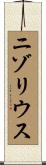 ニゾリウス Scroll