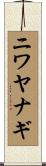 ニワヤナギ Scroll