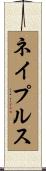 ネイプルス Scroll