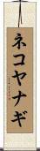 ネコヤナギ Scroll