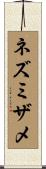ネズミザメ Scroll