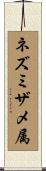 ネズミザメ属 Scroll