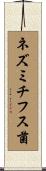 ネズミチフス菌 Scroll