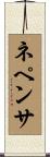 ネペンサ Scroll