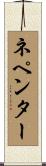 ネペンター Scroll