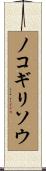 ノコギリソウ Scroll