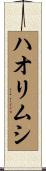 ハオリムシ Scroll