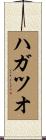 ハガツオ Scroll