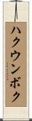 ハクウンボク Scroll