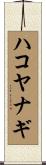 ハコヤナギ Scroll