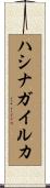 ハシナガイルカ Scroll