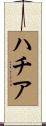 ハチア Scroll