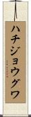 ハチジョウグワ Scroll