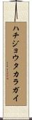 ハチジョウタカラガイ Scroll