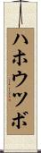 ハホウツボ Scroll