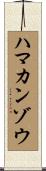 ハマカンゾウ Scroll