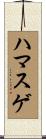 ハマスゲ Scroll