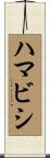 ハマビシ Scroll