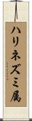 ハリネズミ属 Scroll