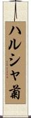 ハルシャ菊 Scroll